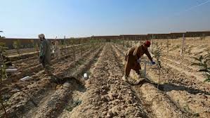 اقتصاد زراعت در افغانستان